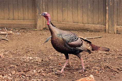 8 Wild Facts About Wild Turkeys - Lake Erie Nature & Science Center