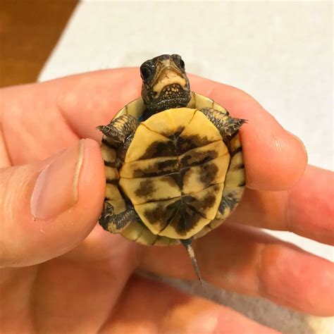 All about the Water Box Turtle: Species, Habitat, and Care - Vital Frog