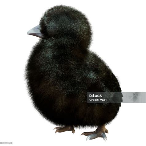 3d Rendering Black Chick On White Stock Photo - Download Image Now ...