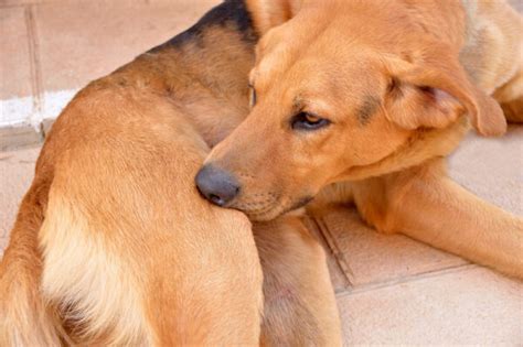 Dog Smegma: Causes and Information | Great Pet Care