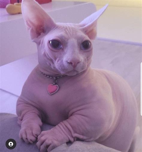 Fat Hairless Cat