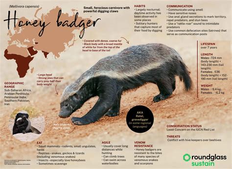 Honey Badger: Facts, Habits and Characteristics Guide