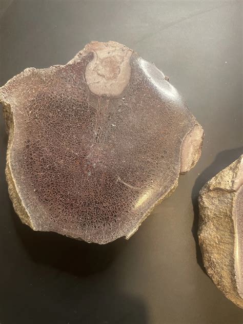 Dinosaur Split Vertebrae Gem Bone SET - Agatized Jurassic Dinosaur ...