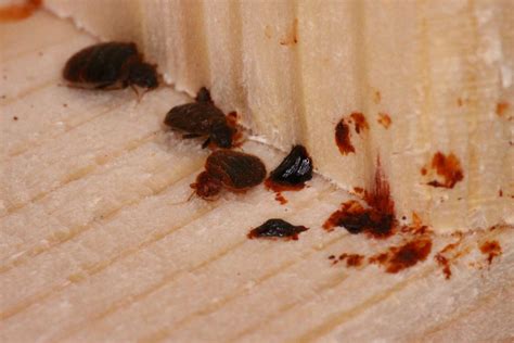 How Big Are Bed Bug Blood Stains at Diana Massey blog