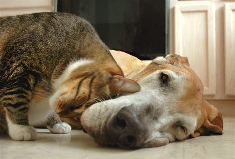 Cat Body Language: What Do Tail Twitching & Chin Rubbing Mean ...