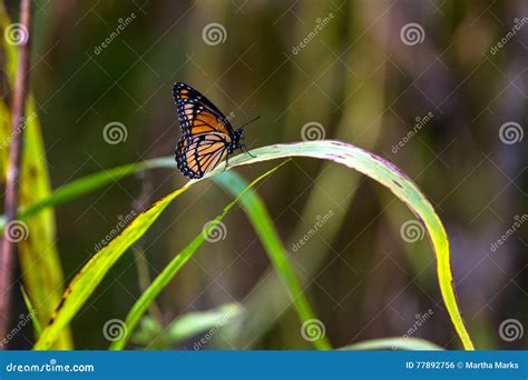 Viceroy Butterfly, Limenitis Archippus Stock Photo - Image of states, butterfly: 77892756
