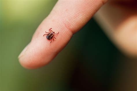 Texas tick season: How to protect yourself, children and pets