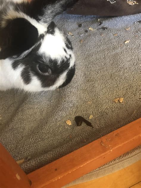 Why Is My Rabbit Spitting Up at Ellen Franklin blog