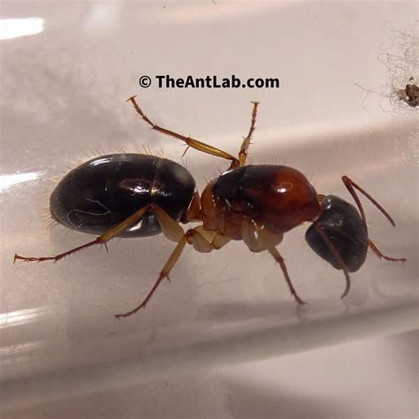 Native Sugar Ant Queen - Camponotus cf tricoloratus - The Mini nigriceps