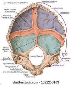 Occipital Bone