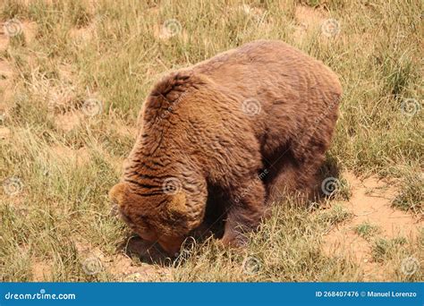 Beautiful Big Wild Brown Bear Dangerous Spanish Claws Stock Photo ...
