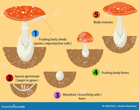 Fungi Life Cycle Royalty-Free Stock Image | CartoonDealer.com #40829560