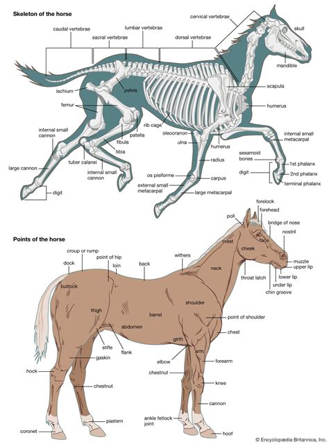 Skeleton | Definition, Diagram, System, Parts, & Facts | Britannica