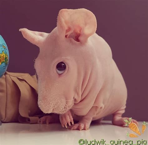 Beautiful Skinny Pig Babies Hairless Guinea Pigs