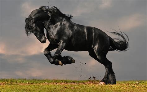 Horse In Black Stallion