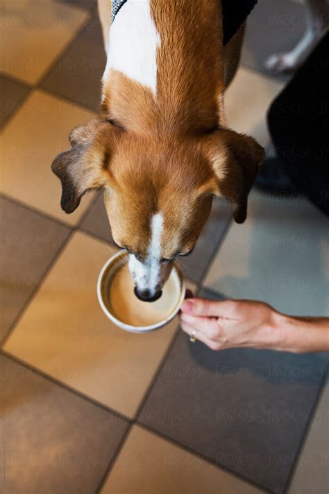 What Happens If My Dog Drinks Coffee