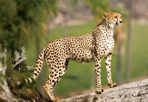 Cheetah One Of The World’s Most-recognizable Cats