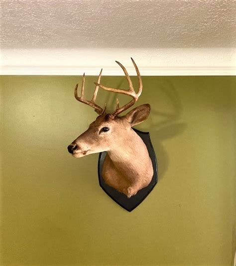 Whitetail Deer Head Mounts