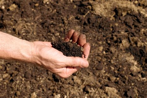 Loam Soil