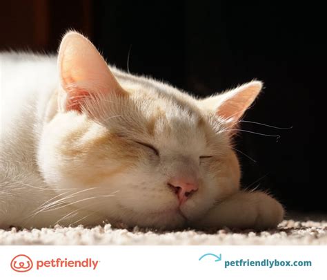 Tapeworm in Cats: What They Are and How to Prevent Them - PetFriendly Box