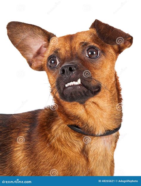 What Causes A Dog To Have An Underbite