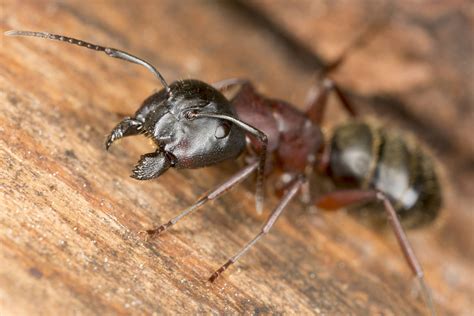 All About Carpenter Ant Bites - Natran Green Pest Control | Botanical ...