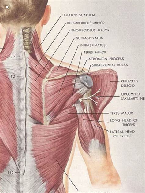 Pin by ravensfan24 on Frozen Shoulder/Upper Back Pain | Muscle anatomy, Body muscle anatomy ...