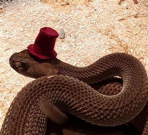 Snakes In Top Hats