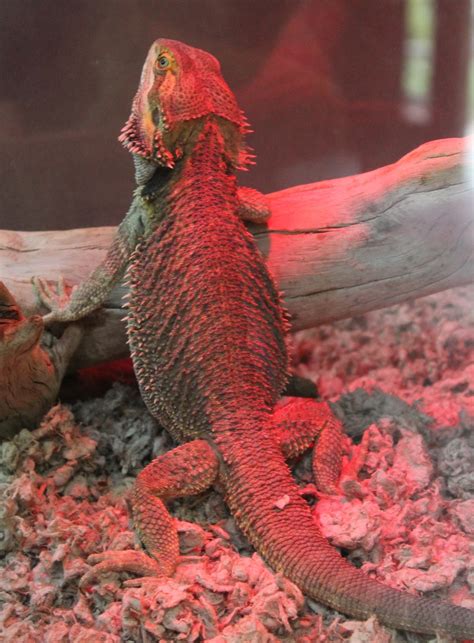 Hoorahoopti Away: Scovill Zoo-Decatur, IL