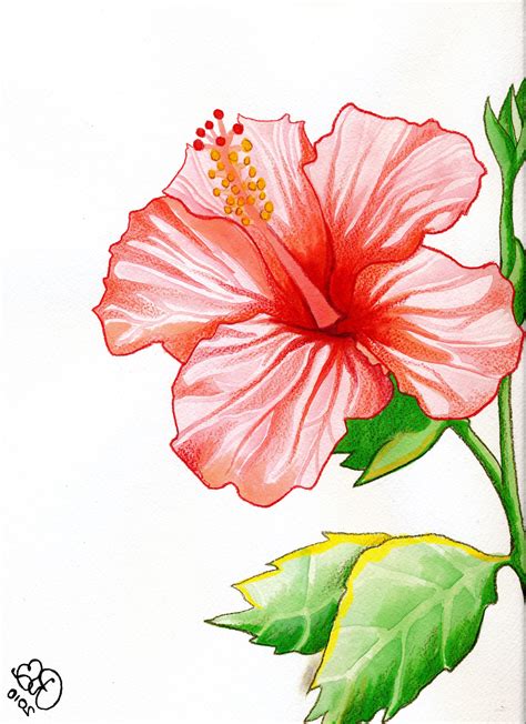 Hibiscus Flowers Drawings 12+ Hibiscus Flower Drawing Ideas: Various