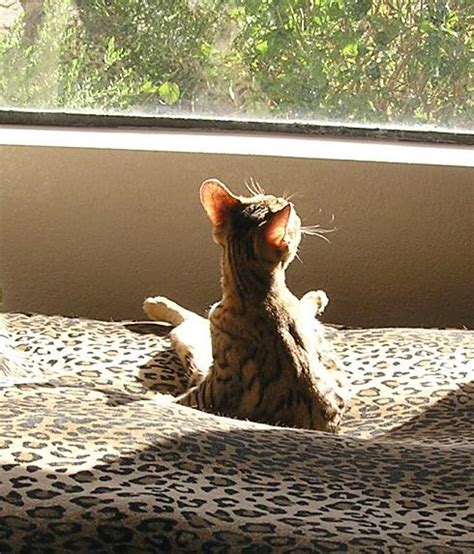 Claudia Antonelli Exclusive Porn Videos