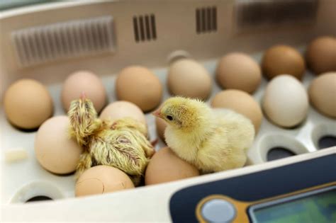 How to Hatch Chicken Eggs for Beginners - A-Z Animals