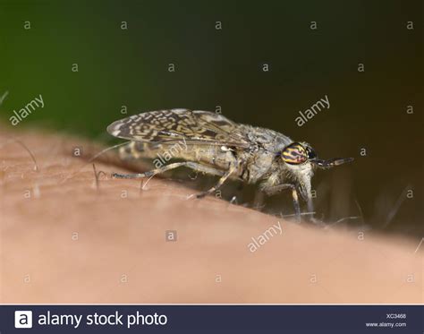 Horse Fly Bite Stock Photos & Horse Fly Bite Stock Images - Alamy