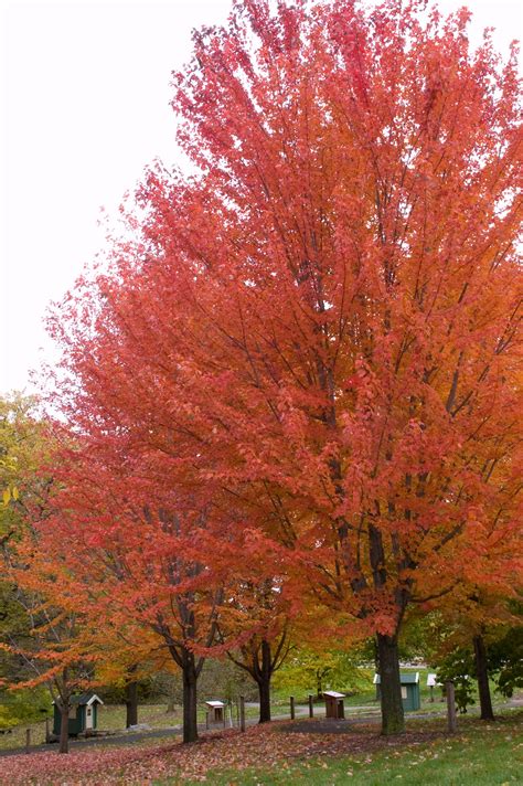 October Glory® Red Maple Tree | Buy at NatureHills.com | Autumn blaze ...