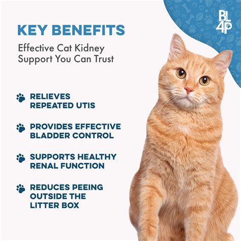 A Deep Dive into How To Prevent Bladder Infections In Cats Solution