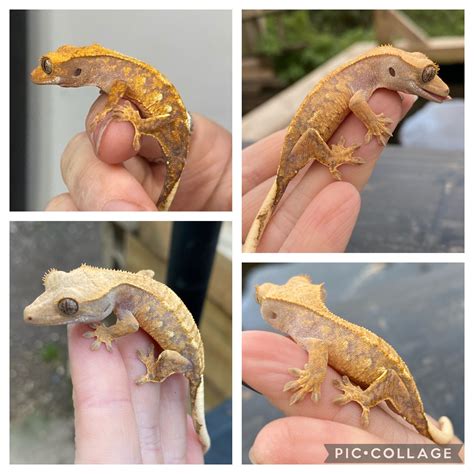 Crested Gecko Morph / Trait Guide - Crested Geckos - MorphMarket ...