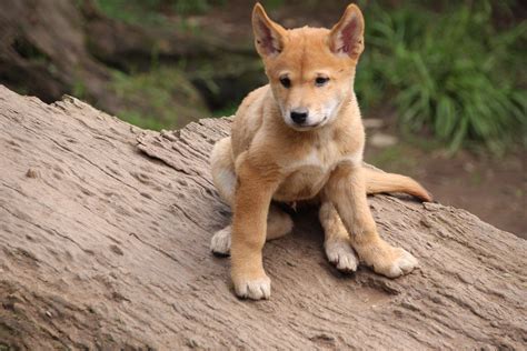 Dingoes Australia Breeding at Robert Bence blog
