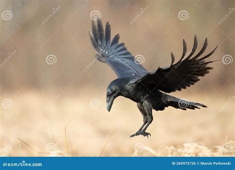 Bird Common Raven Corvus Corax, Dark Style Big Black Scary Bird Flying ...
