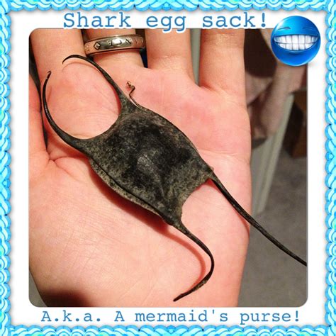 A shark egg sack! Also known as a mermaid's purse! Look for these on ...