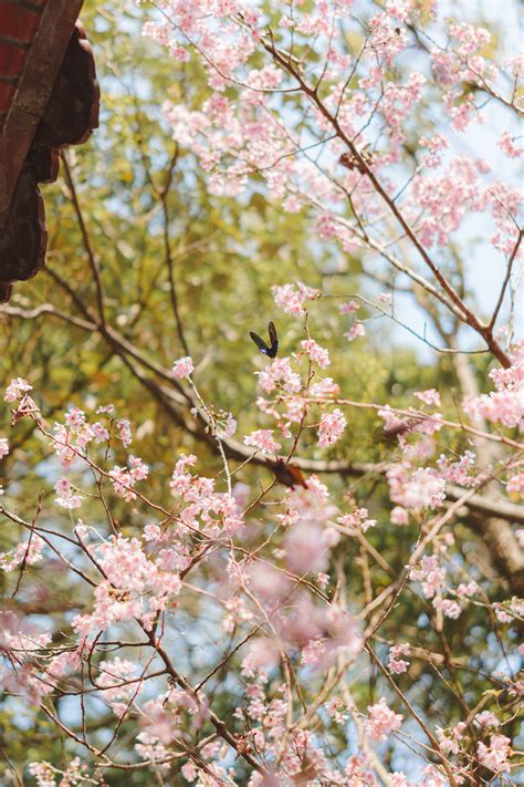 Where to Find the Best Cherry Blossom Spots in Taiwan (with Less Crowds!) | The Girl Behind the Pen - where to see cherry blossoms in taipei