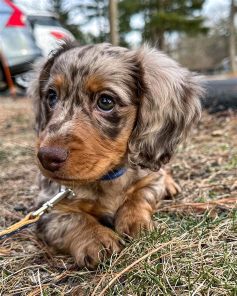 Dachshund Long Haired Dapple | All Dachshund