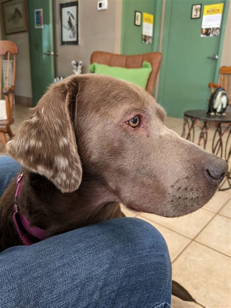 Life at Golden Pines: Jaycee - Color Dilution Alopecia