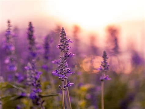 Essential Guidelines for Properly Watering Lavender to Prevent Overwatering - Cleaning Articles ...