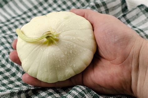 Patty Pan Squash Seed