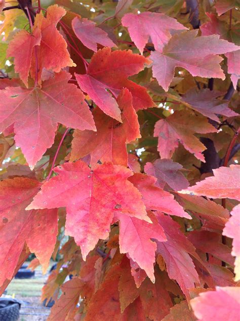 Acer rubrum 'October Glory' Red Maple Tree