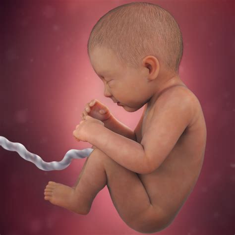 34 Week Fetus In Womb
