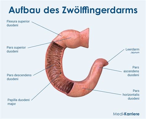 Duodenum (Zwölffingerdarm): Funktion und Aufbau | Medi-Karriere