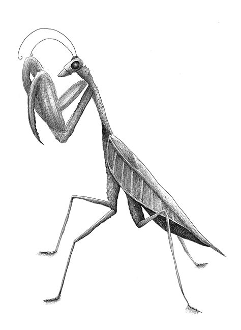 How to Draw a Realistic Praying Mantis - Hahn Younder