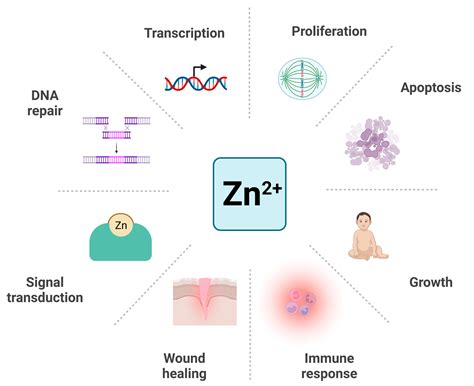 Zinc and Central Nervous System Disorders
