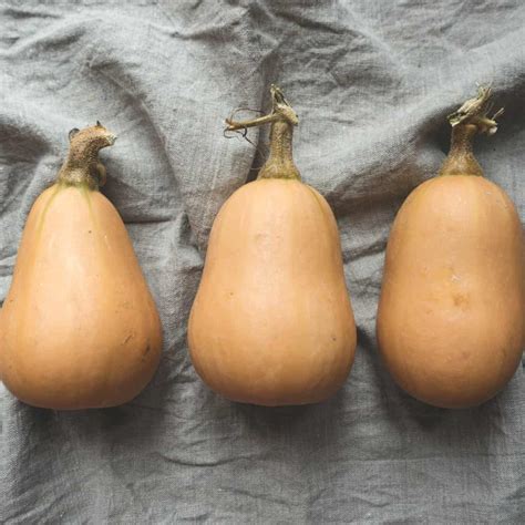 Butternut Squash Seedlings